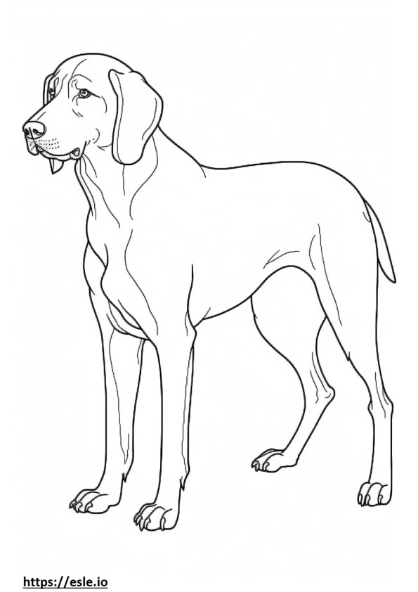 Bluetick Coonhound fofo para colorir