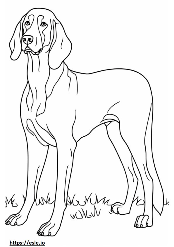 Bluetick Coonhound feliz para colorear e imprimir