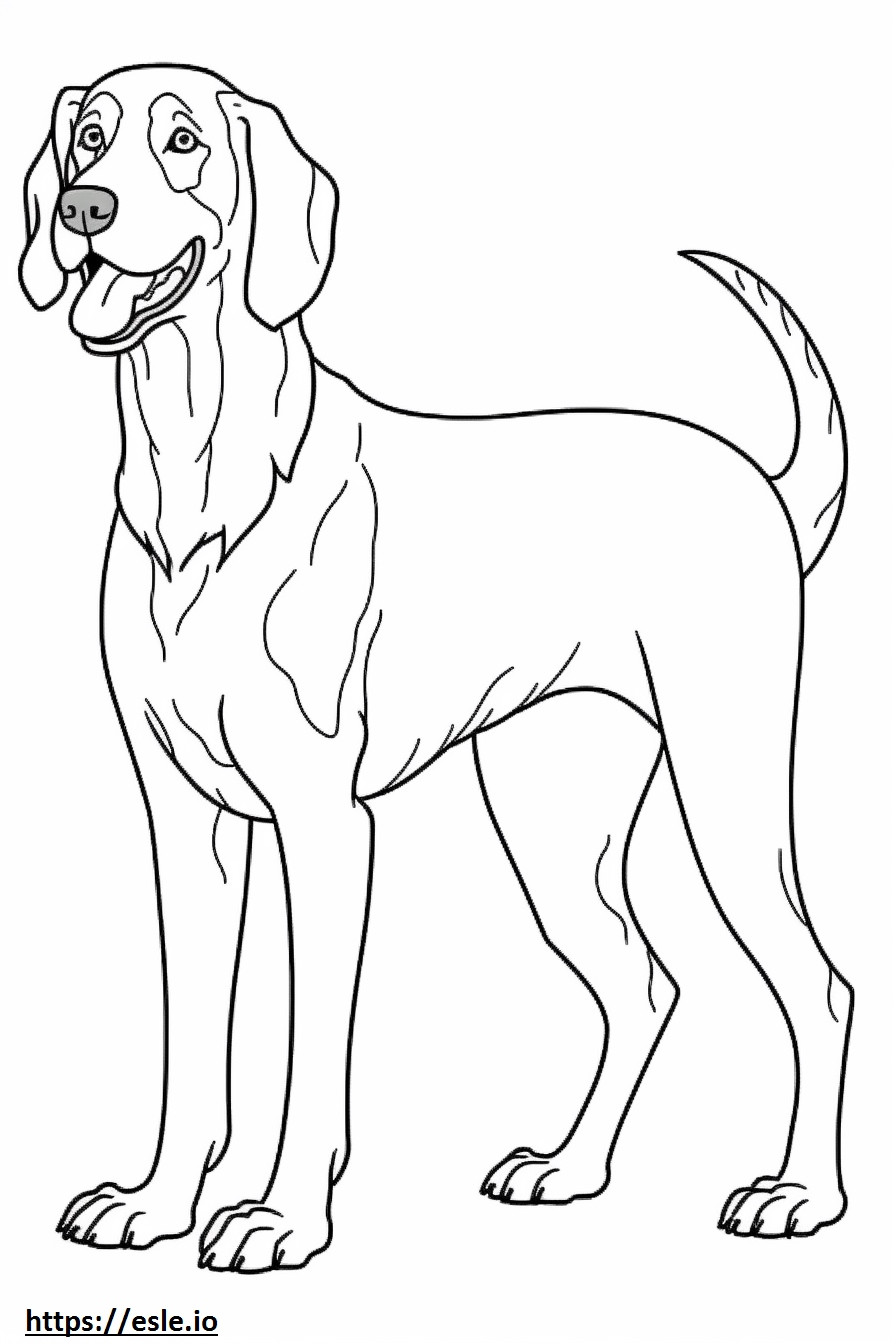 Bluetick Coonhound fericit de colorat