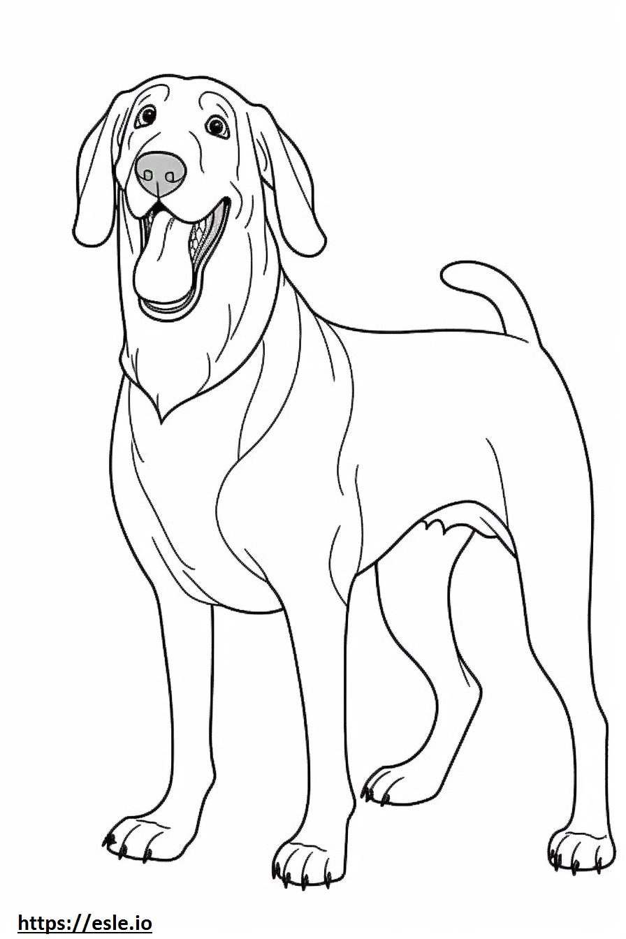 Bluetick Coonhound boldog szinező