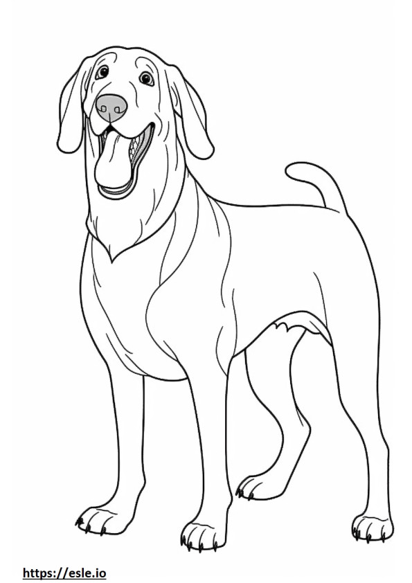 Bluetick Coonhound fericit de colorat