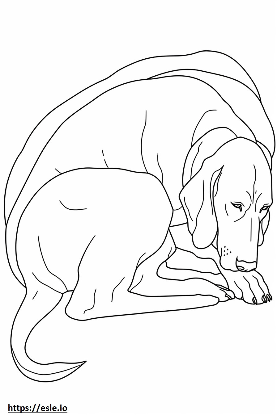 Bluetick Coonhound durmiendo para colorear e imprimir