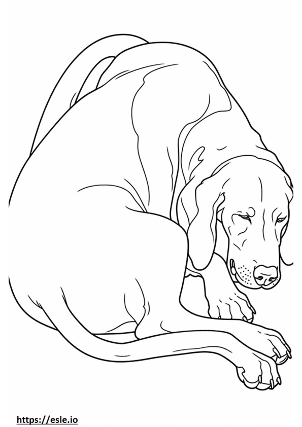Bluetick Coonhound dormindo para colorir