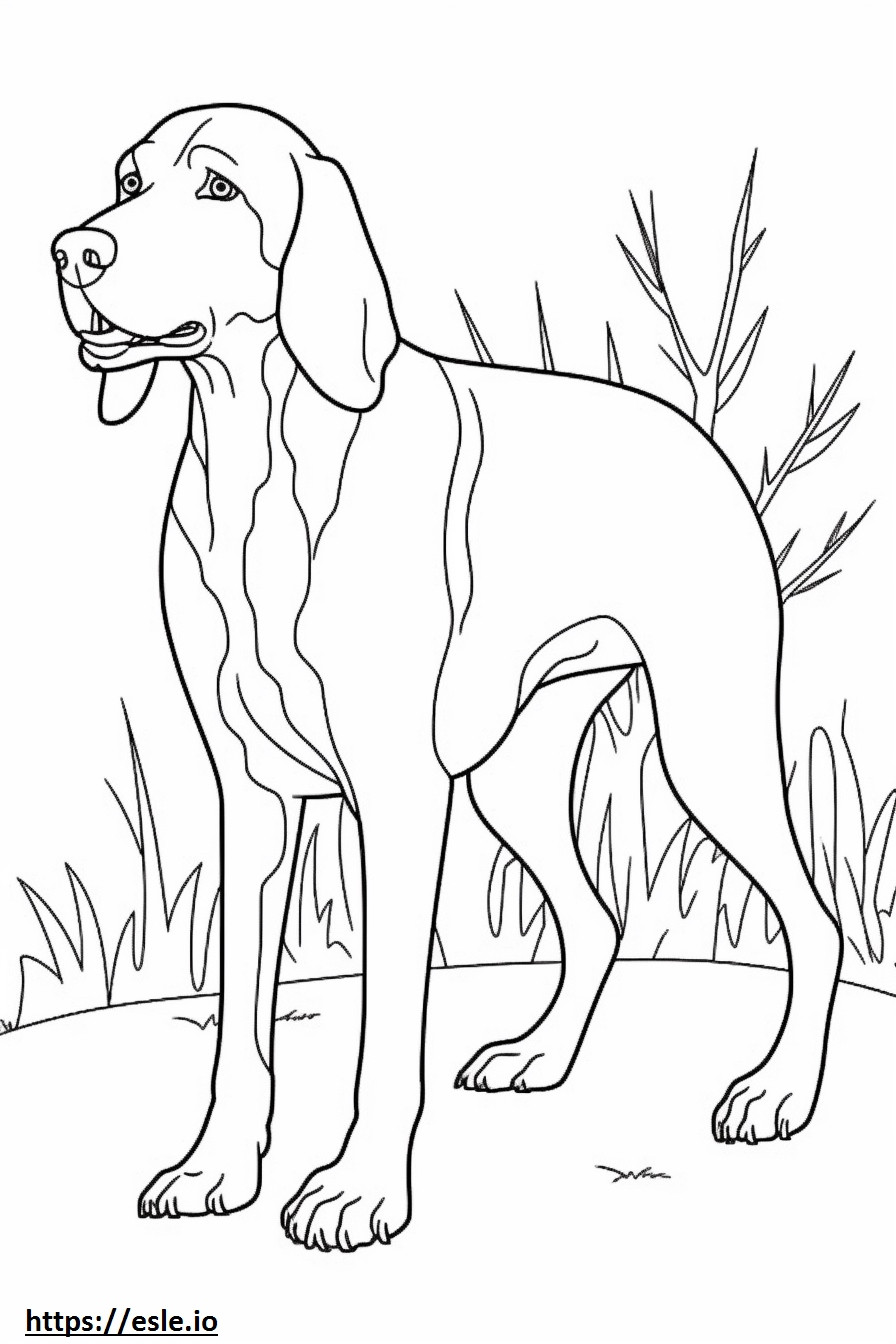 Bluetick Coonhound brincando para colorir