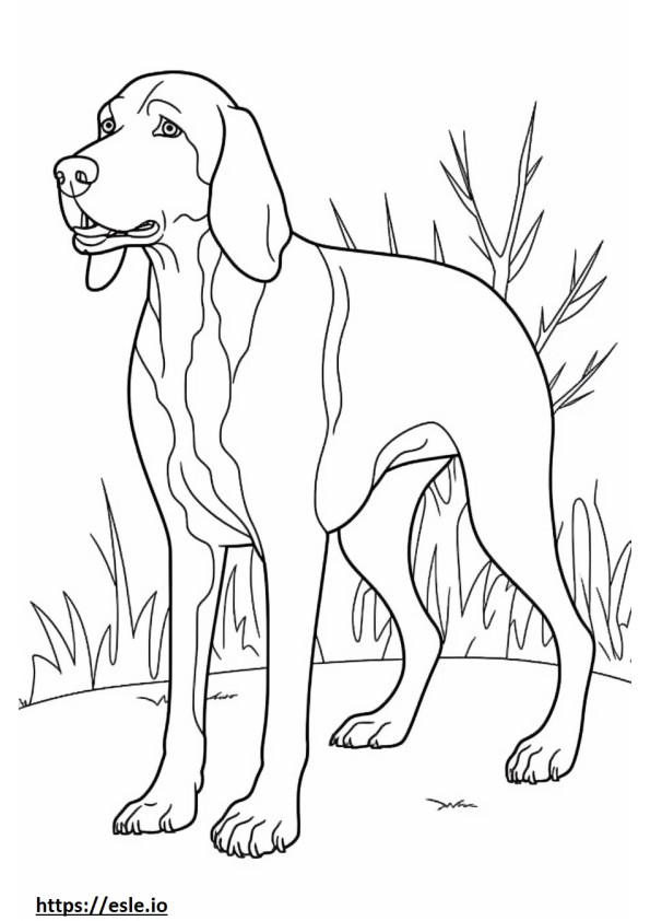Bluetick Coonhound se joacă de colorat