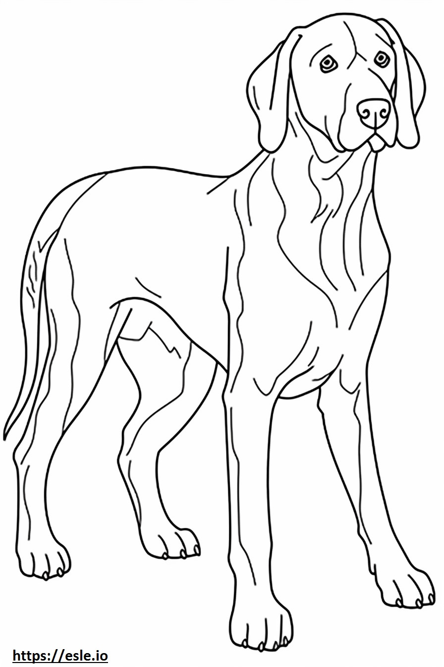 Bluetick Coonhound spielt ausmalbild
