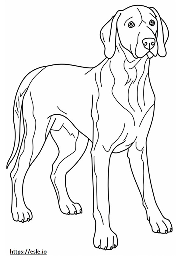 Riproduzione di Bluetick Coonhound da colorare