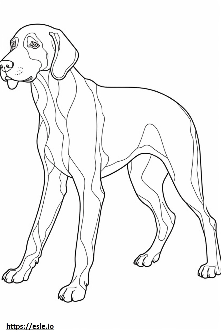 Bluetick Coonhound brincando para colorir