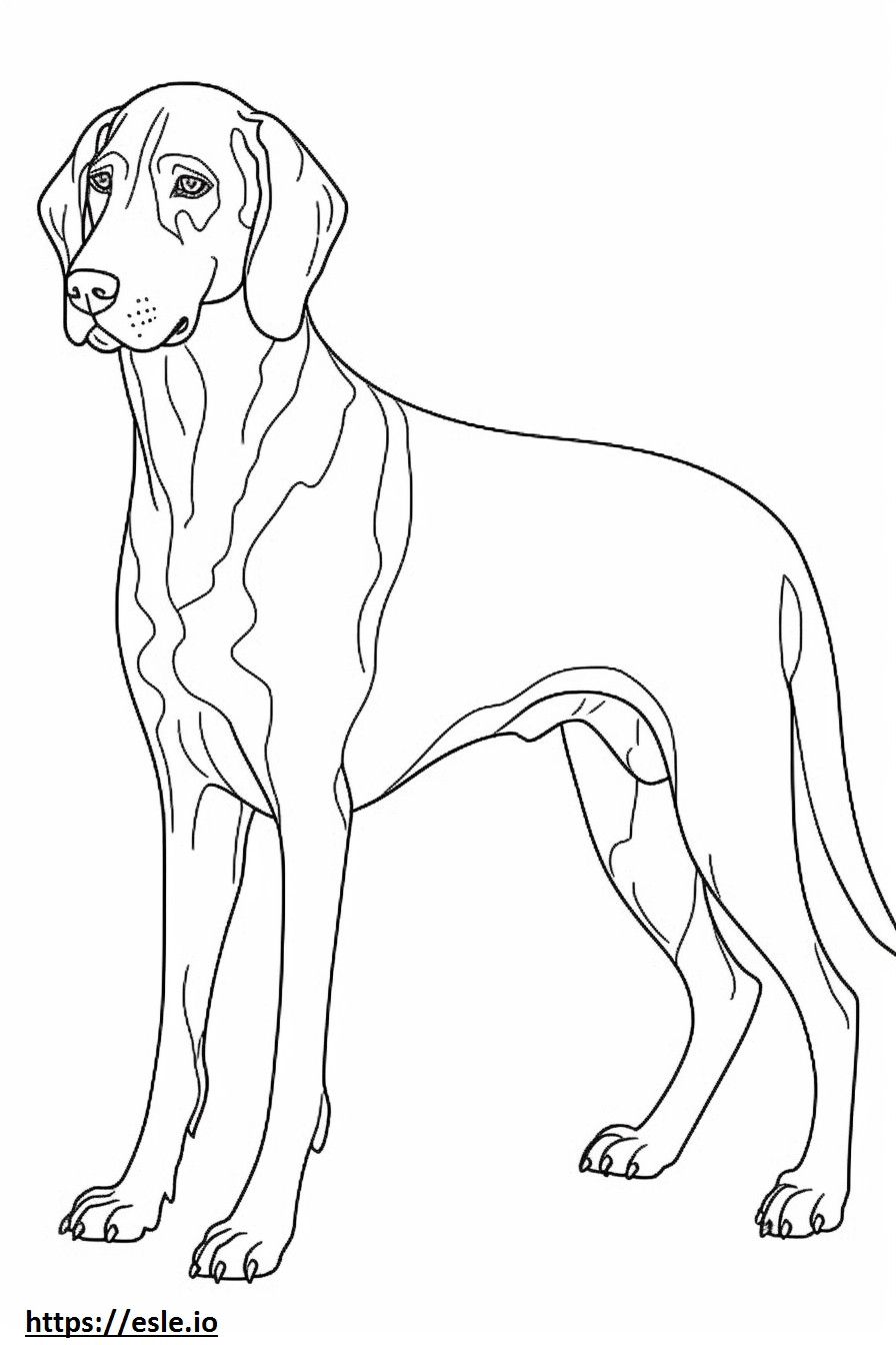 Bluetick Coonhound-vriendelijk kleurplaat kleurplaat