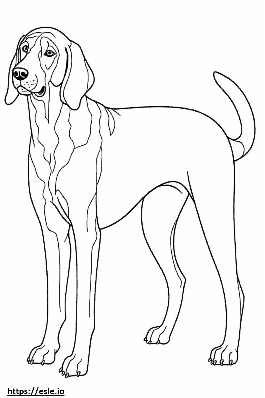 Bluetick Coonhound Friendly coloring page