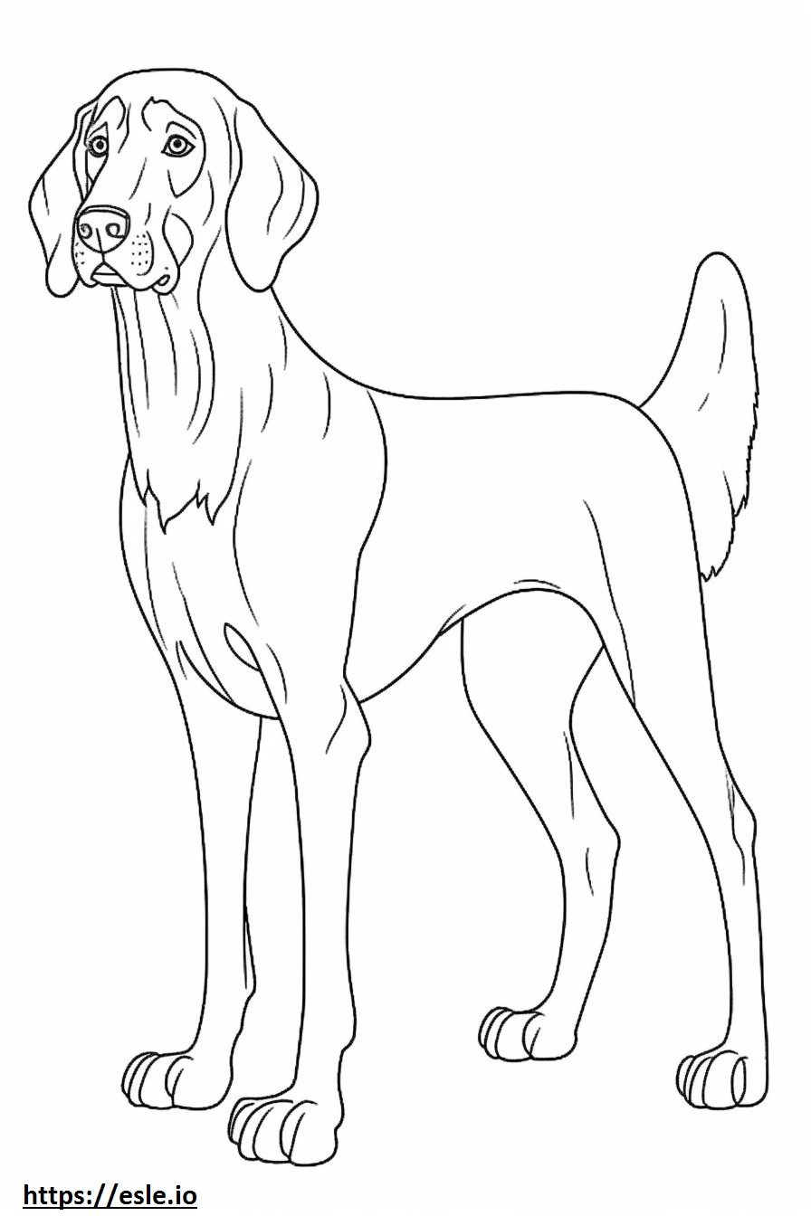 Bluetick Coonhound amigável para colorir