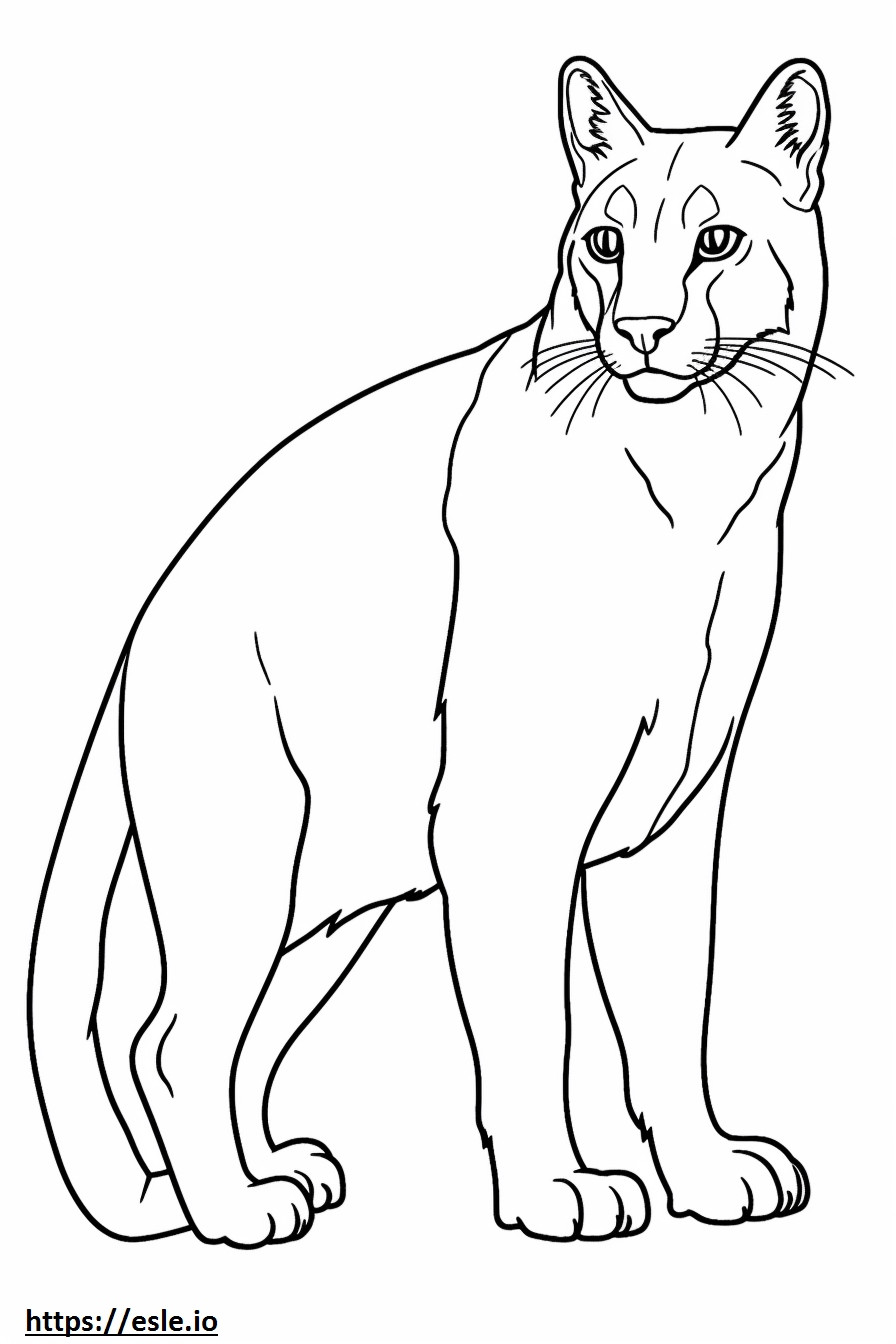 Bobcat-Ganzkörper ausmalbild