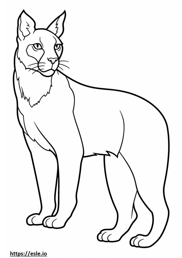 Bobcat koko vartalo värityskuva