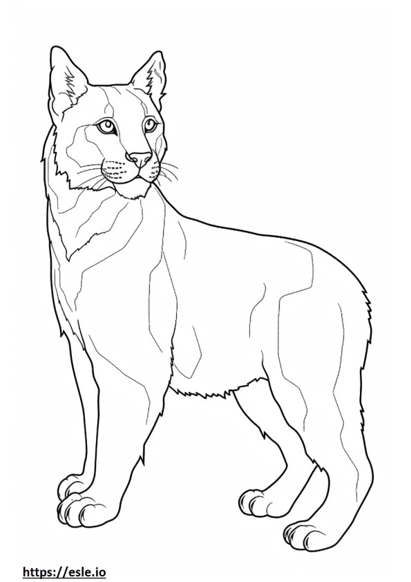 Bobcat full body coloring page