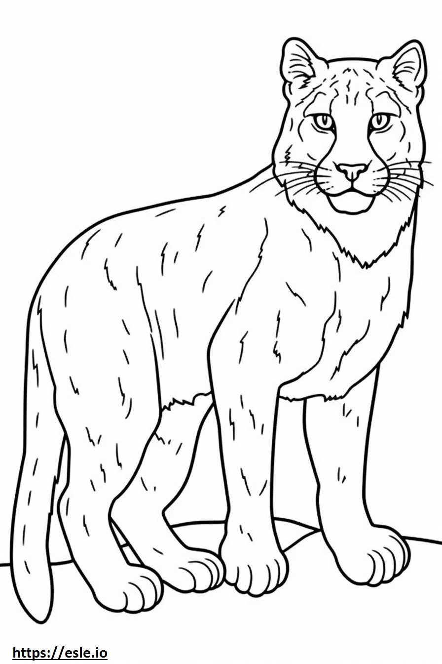 Bobcat cute coloring page