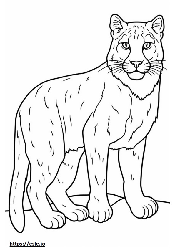 Lince fofo para colorir