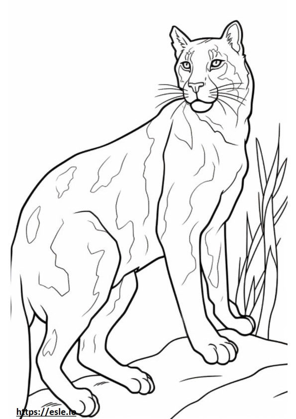 Bobcat happy coloring page