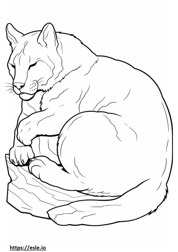 Coloriage Lynx roux dormant à imprimer