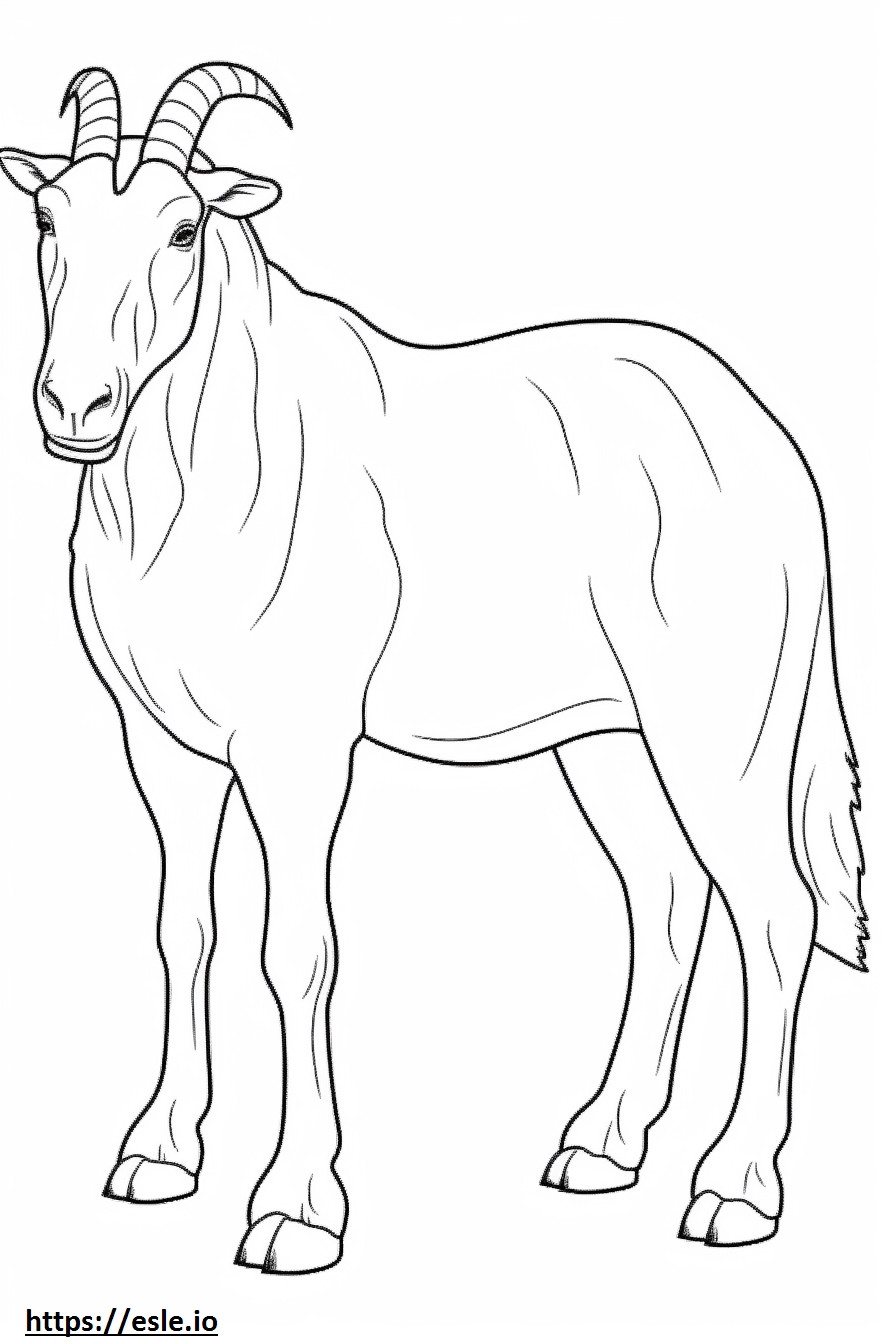 Boer Goat full body coloring page