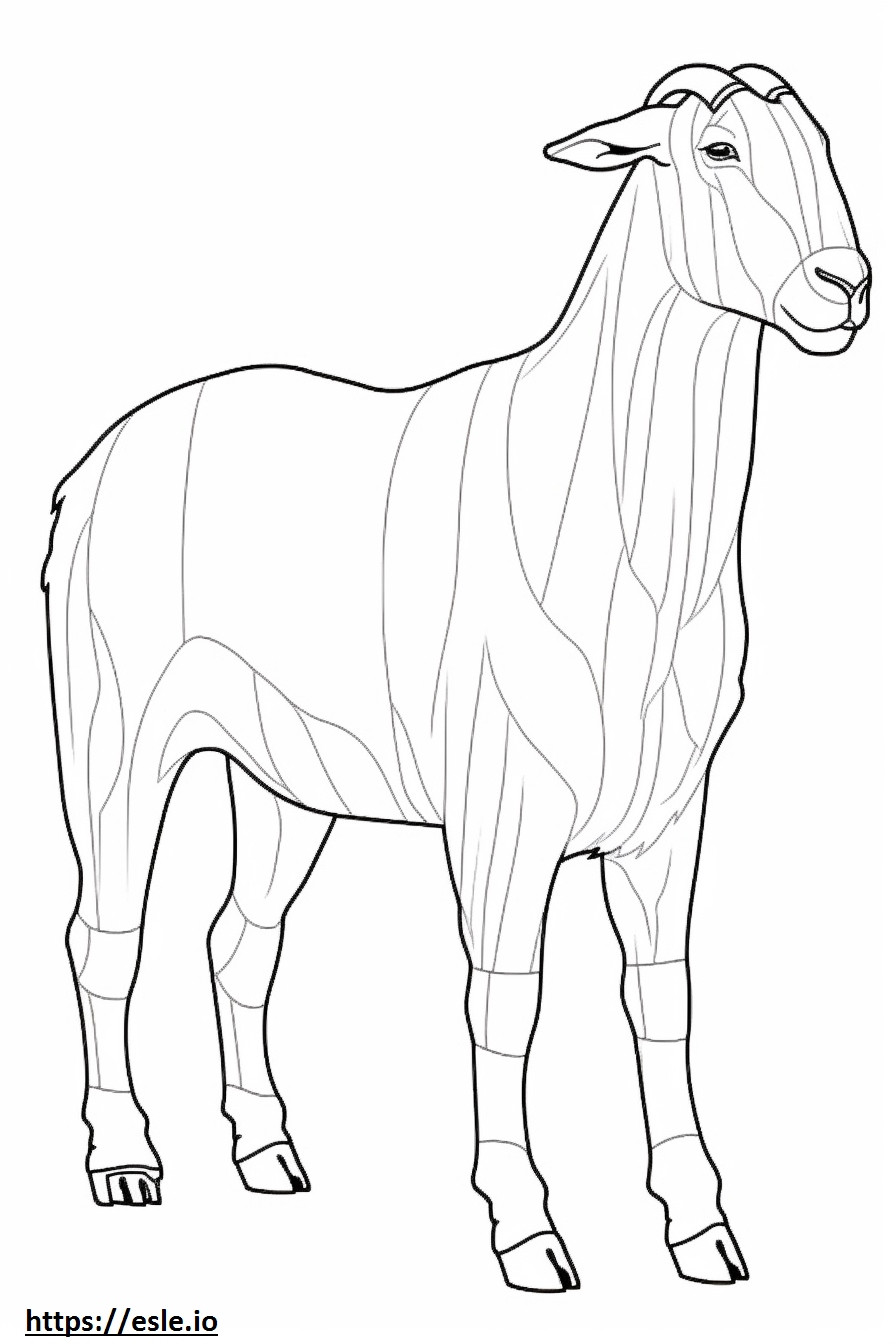 Corpo inteiro de cabra Boer para colorir