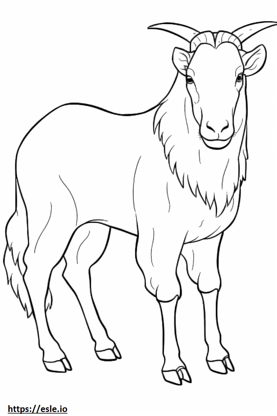 Boer Goat baby coloring page