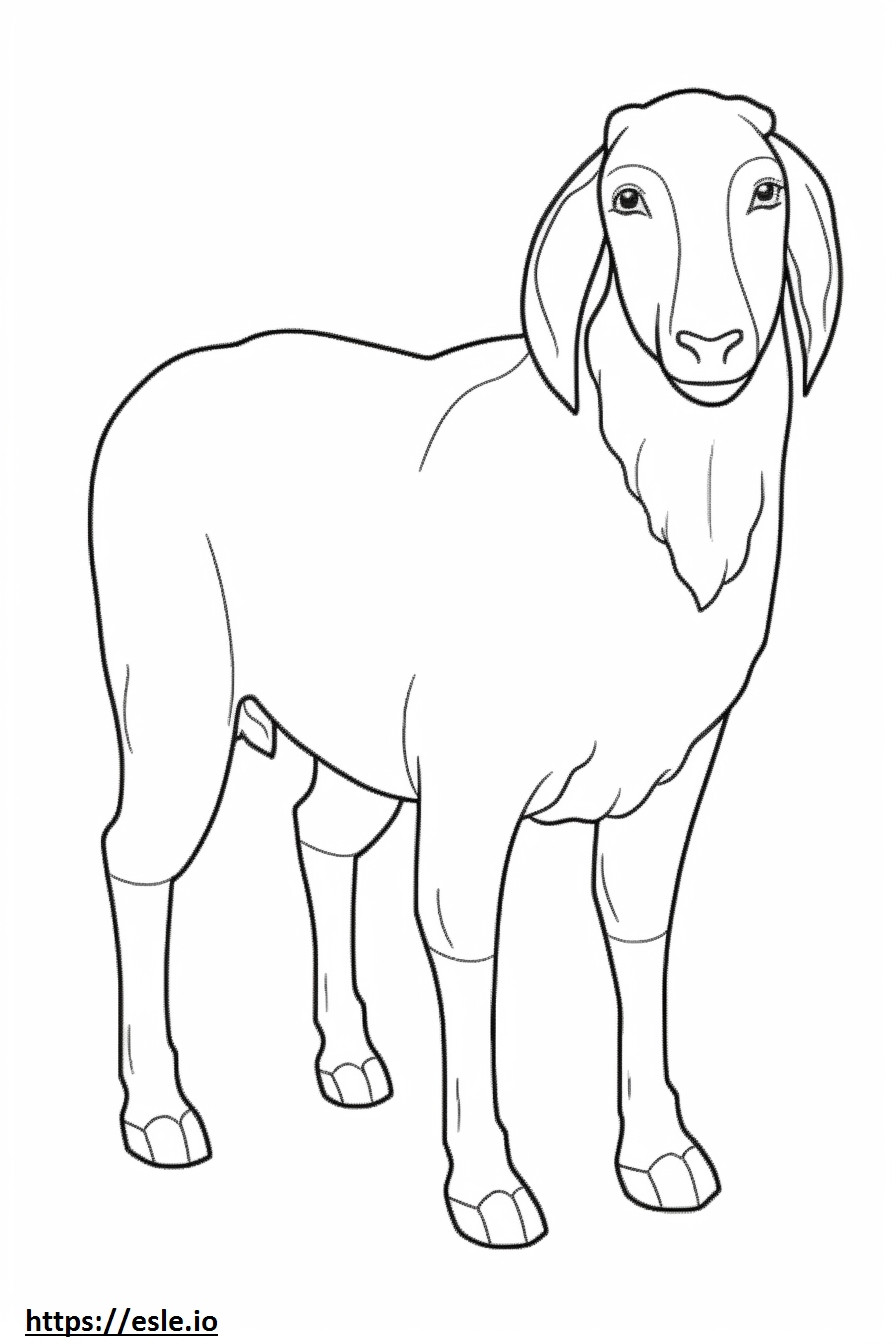 Coloriage Bébé chèvre Boer à imprimer