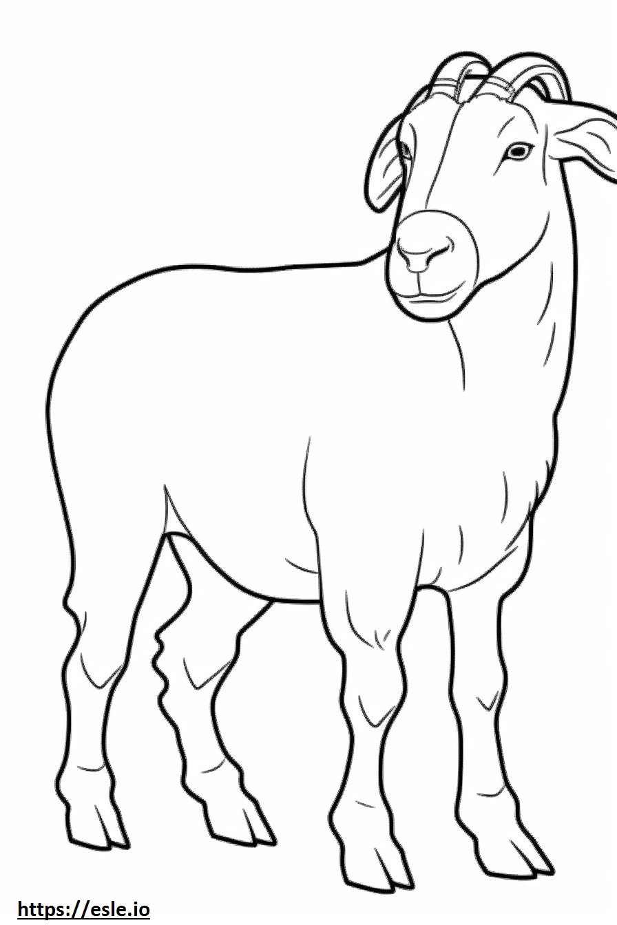 Coloriage Bébé chèvre Boer à imprimer