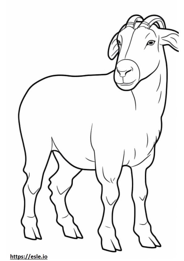 Boer Goat vauva värityskuva