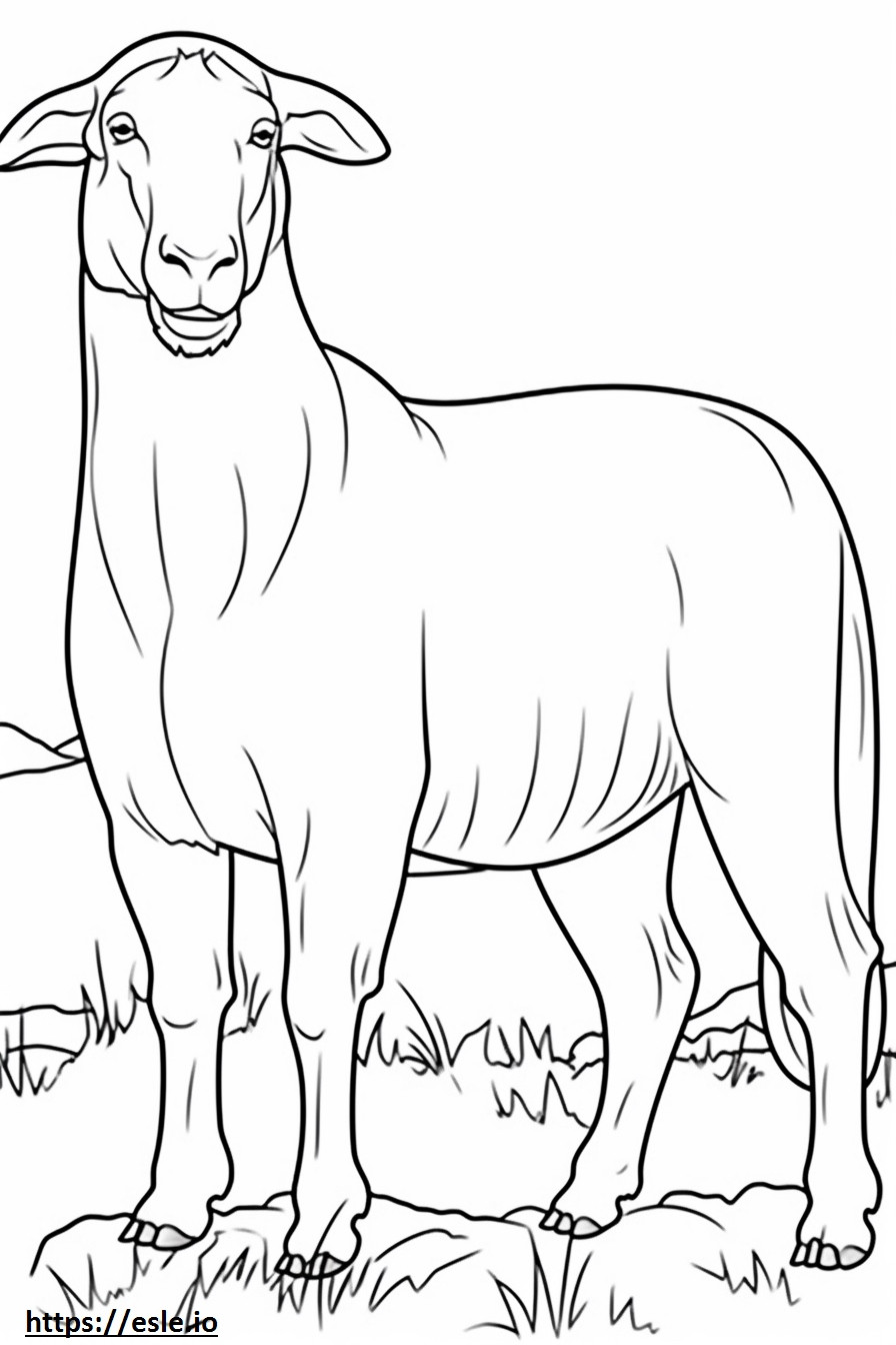 Desenho de cabra Boer para colorir