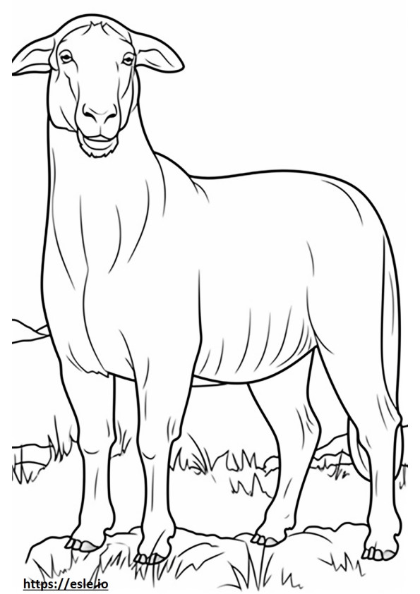 Boer Goat sarjakuva värityskuva