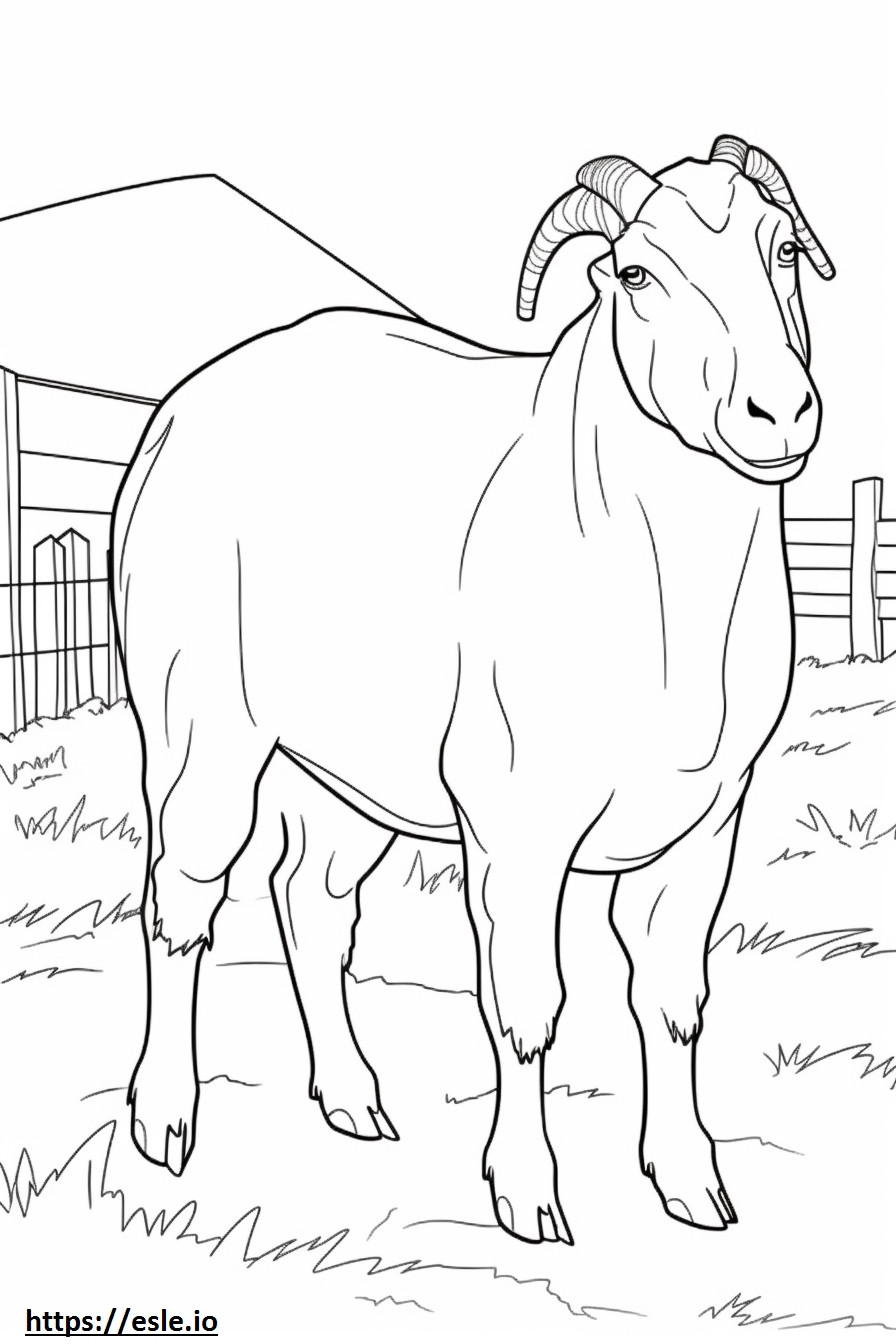 Boer Goat cartoon coloring page