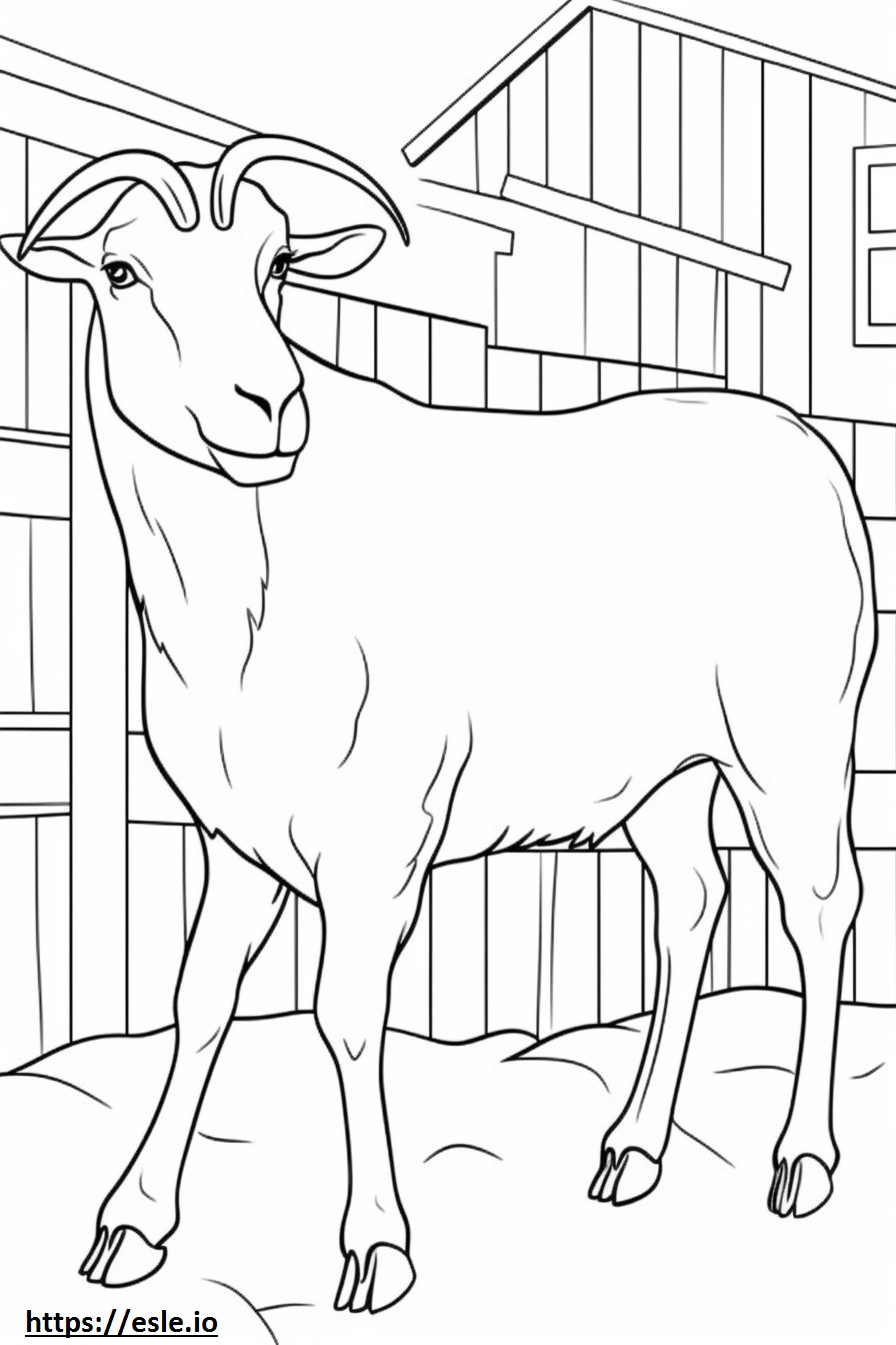 Boer Goat cartoon coloring page