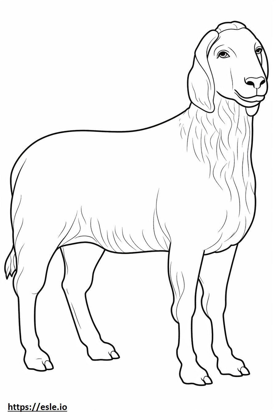 Boer Goat söpö värityskuva