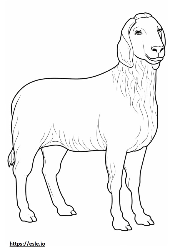 Boer Goat cute coloring page