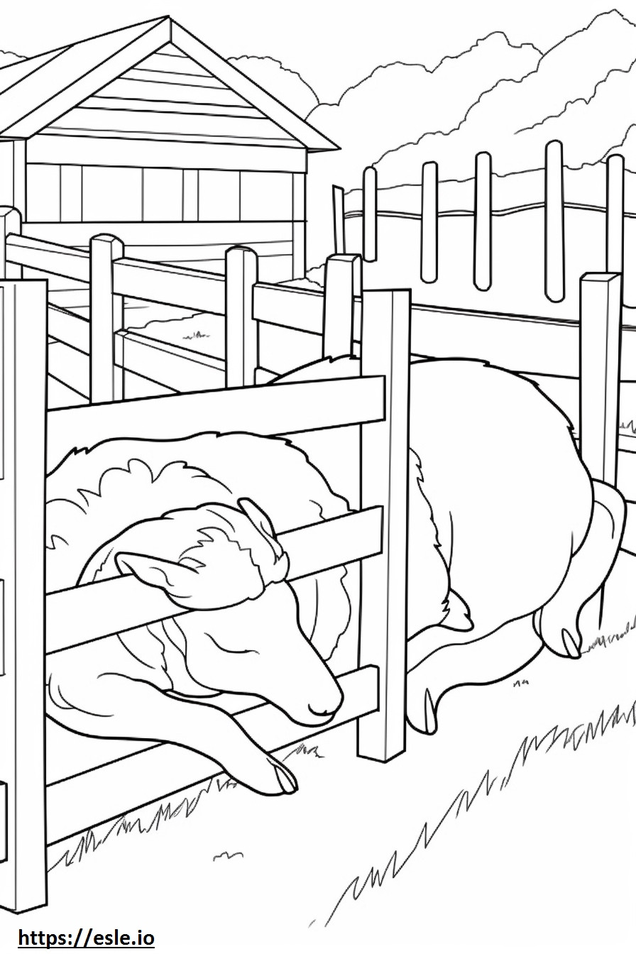 Coloriage Chèvre Boer dormant à imprimer
