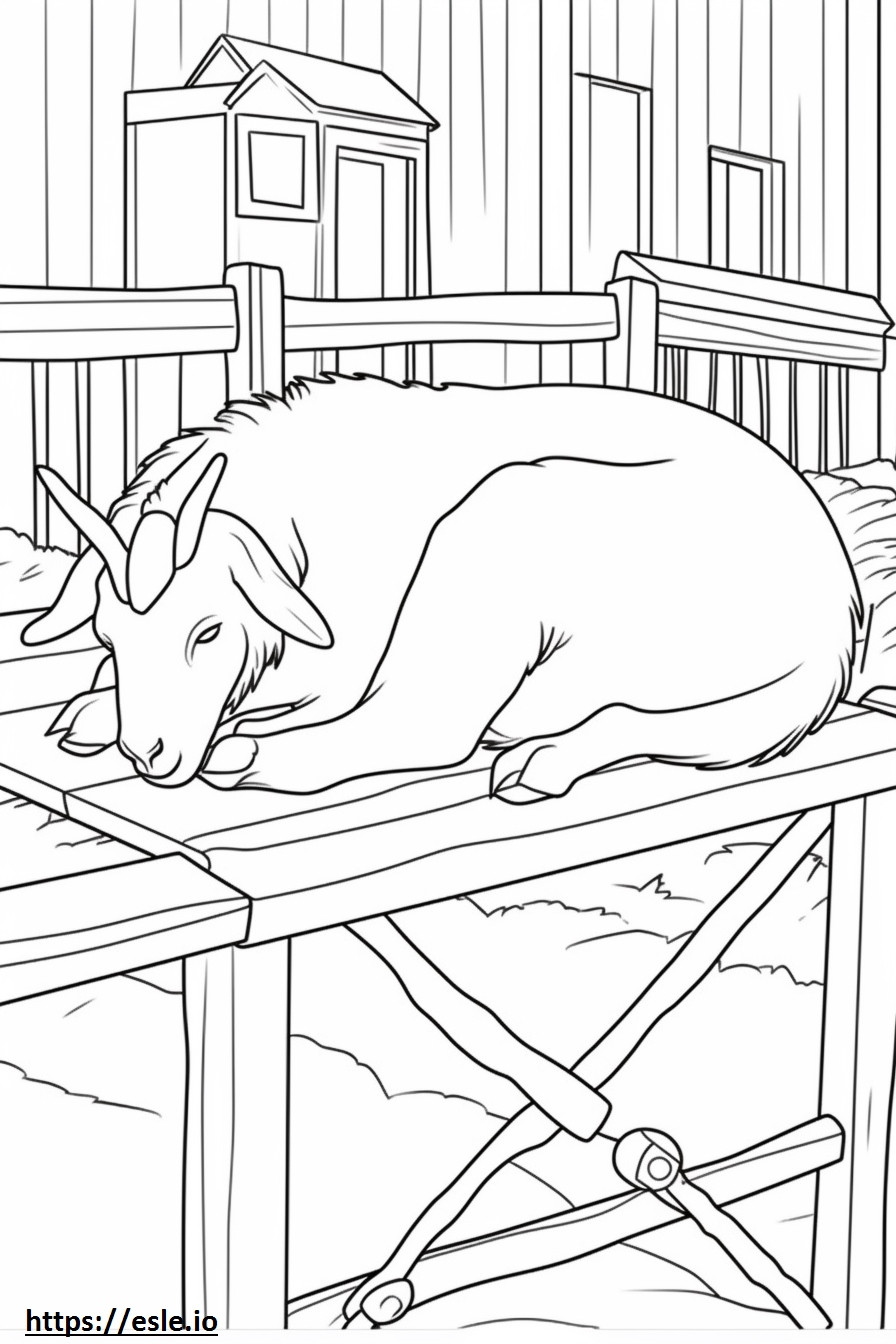 Koza burska śpi kolorowanka