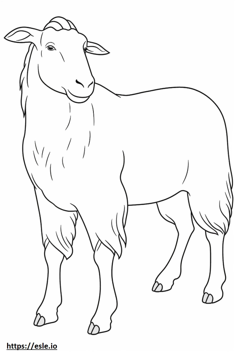Amigável à cabra Boer para colorir