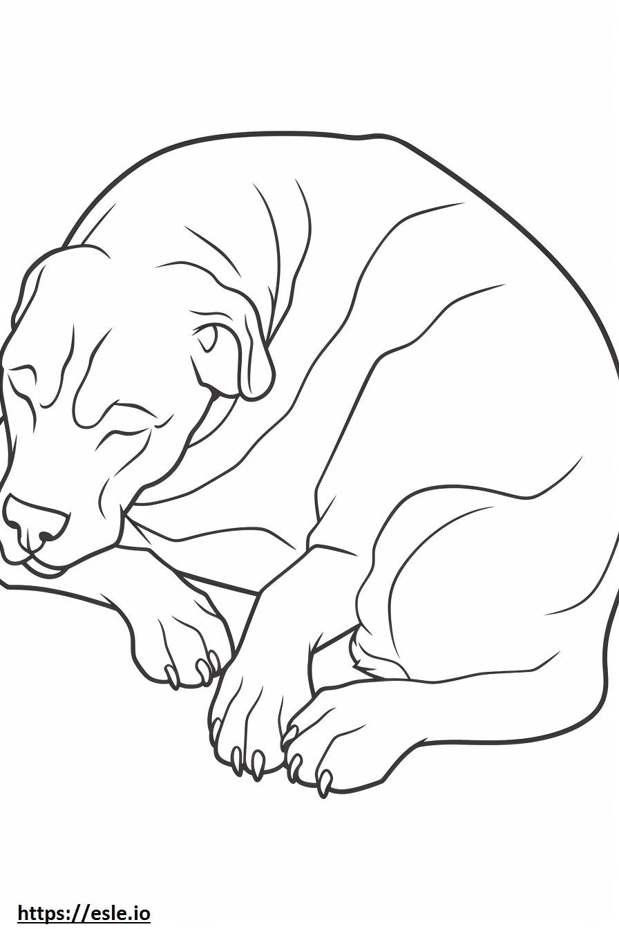 Boglen Terrier dormindo para colorir