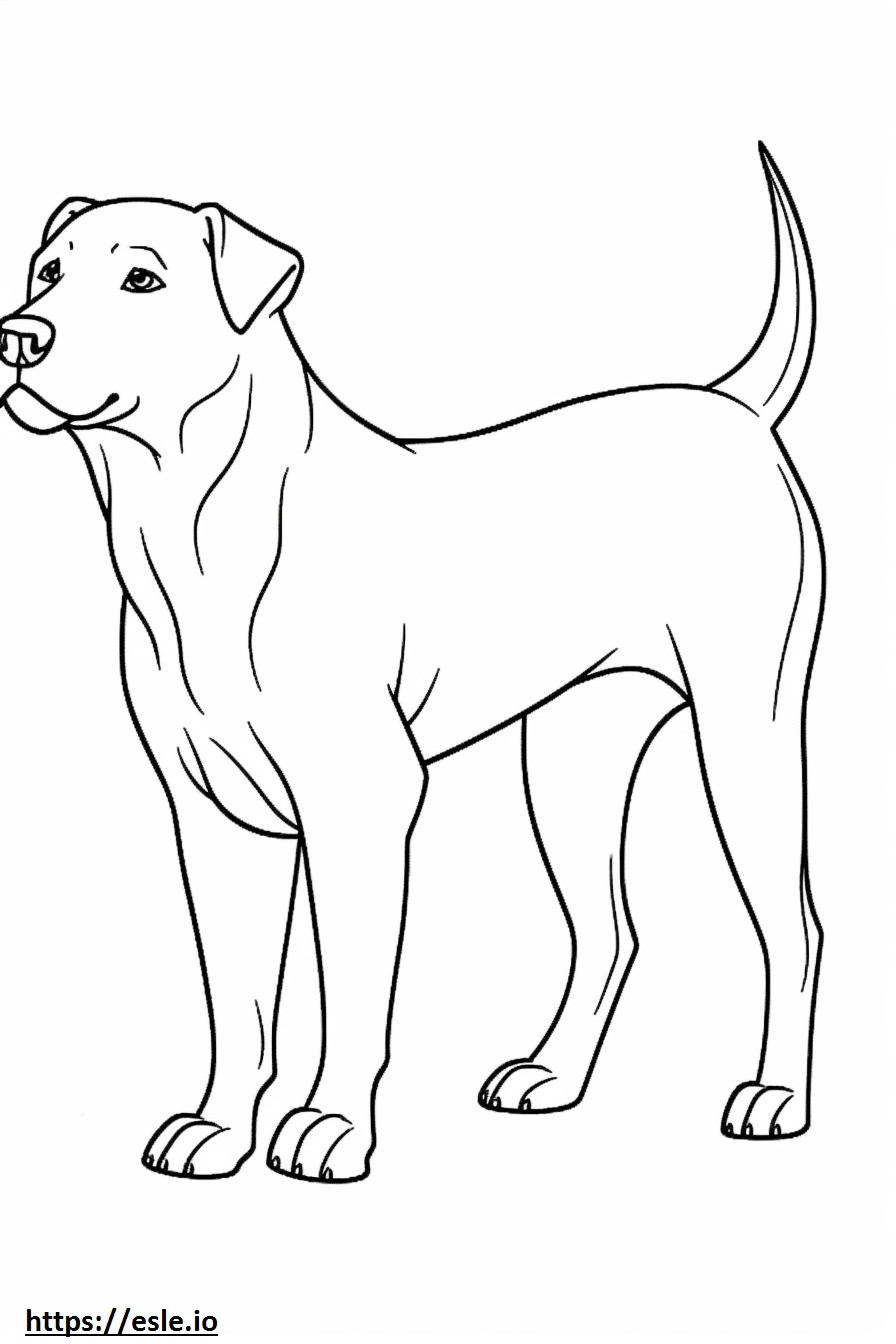 Boglen Terrier che gioca da colorare