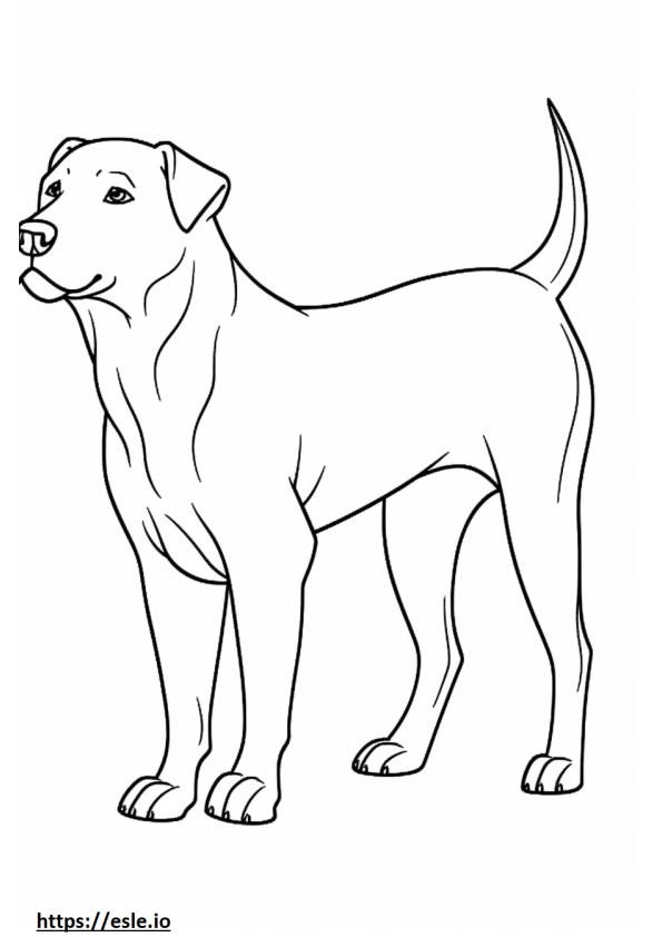 Boglen Terrier jugando para colorear e imprimir