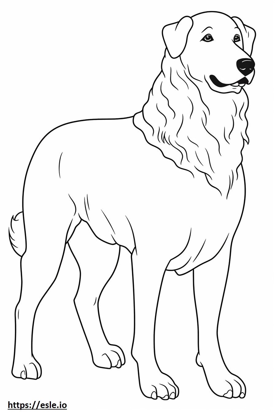 Bolognese Dog full body coloring page