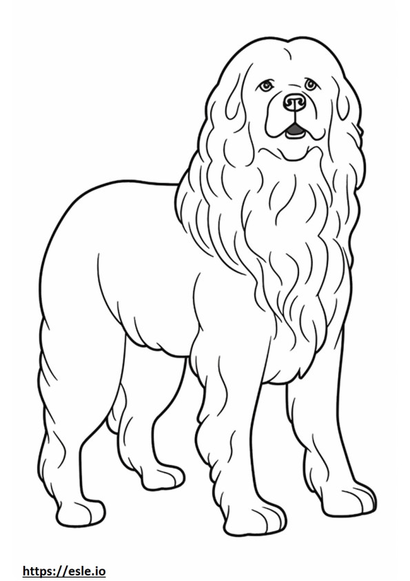 Bolognese Hond volledig lichaam kleurplaat