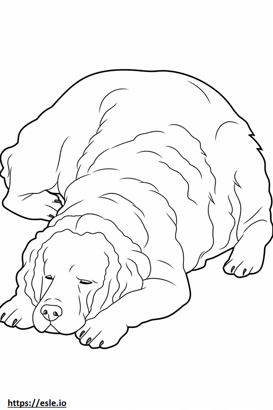 Cachorro Bolonhês Dormindo para colorir