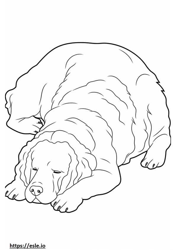Schlafender Bologneser Hund ausmalbild