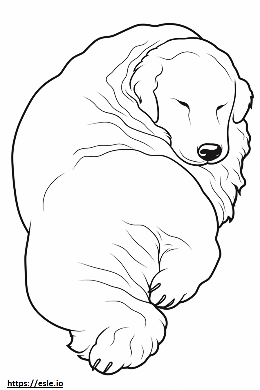Bolognese Dog Sleeping 1 coloring page