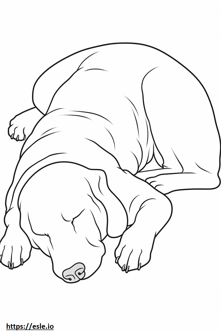 Bolognese Hond Slapen kleurplaat kleurplaat