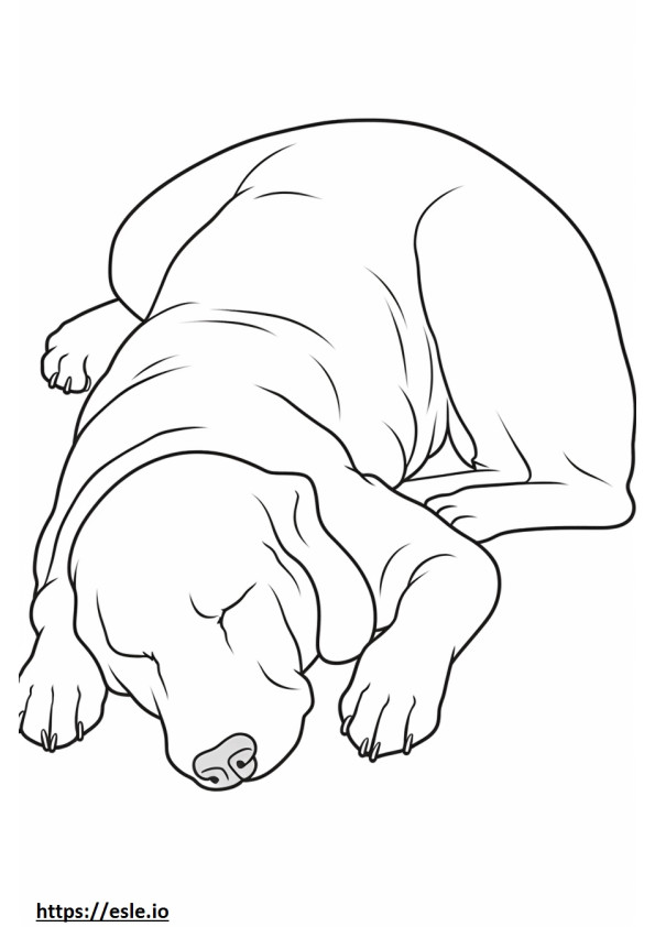 寝ているボロネーゼ犬 ぬりえ - 塗り絵