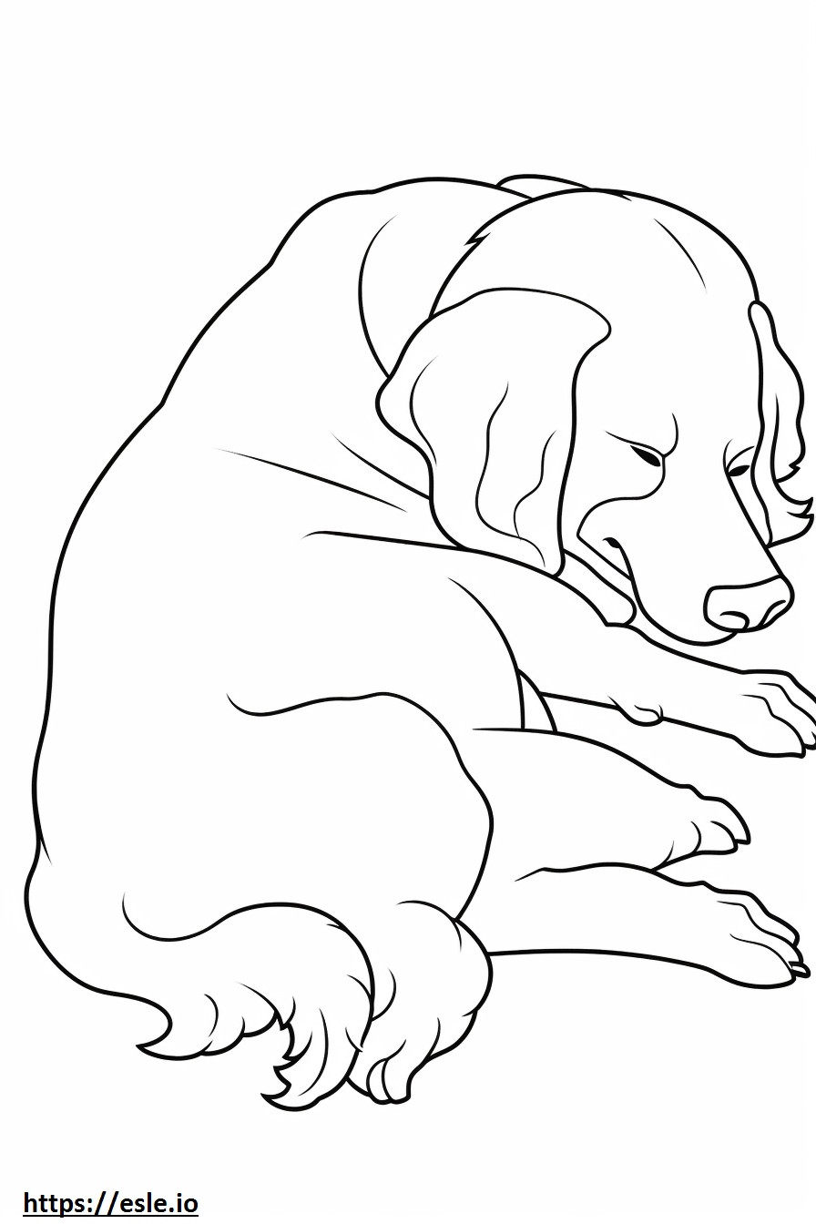 Câine Bolognese Dormit de colorat