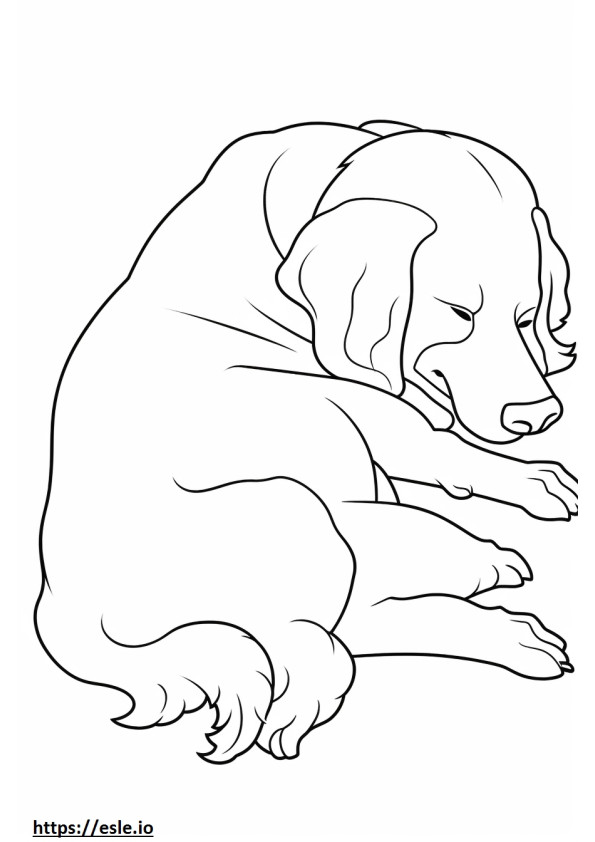 寝ているボロネーゼ犬 ぬりえ - 塗り絵