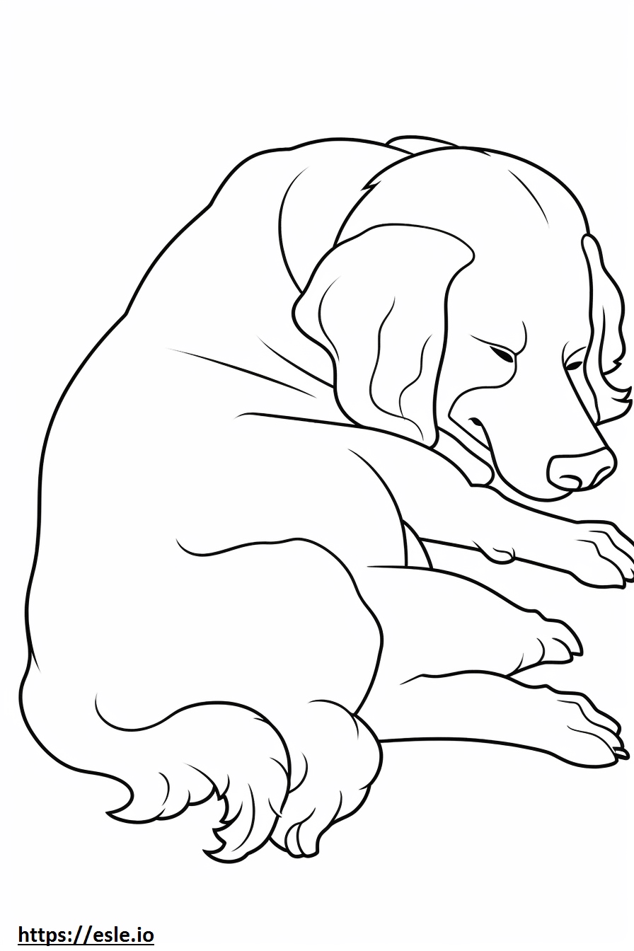 Bolognese Dog Sleeping 3 Coloring Page